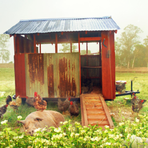 The Biggest Little Farm, permakultur, hörlurar på abonnemang